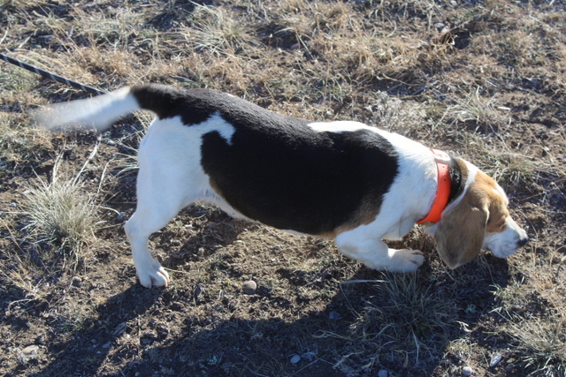 Field trial champion 2024 beagles for sale